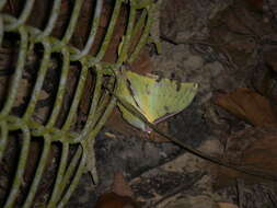 Image of Actias sinensis subaurea Kishida 1993