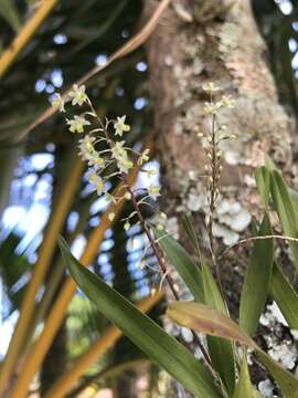 Image of Scaphyglottis micrantha (Lindl.) Ames & Correll