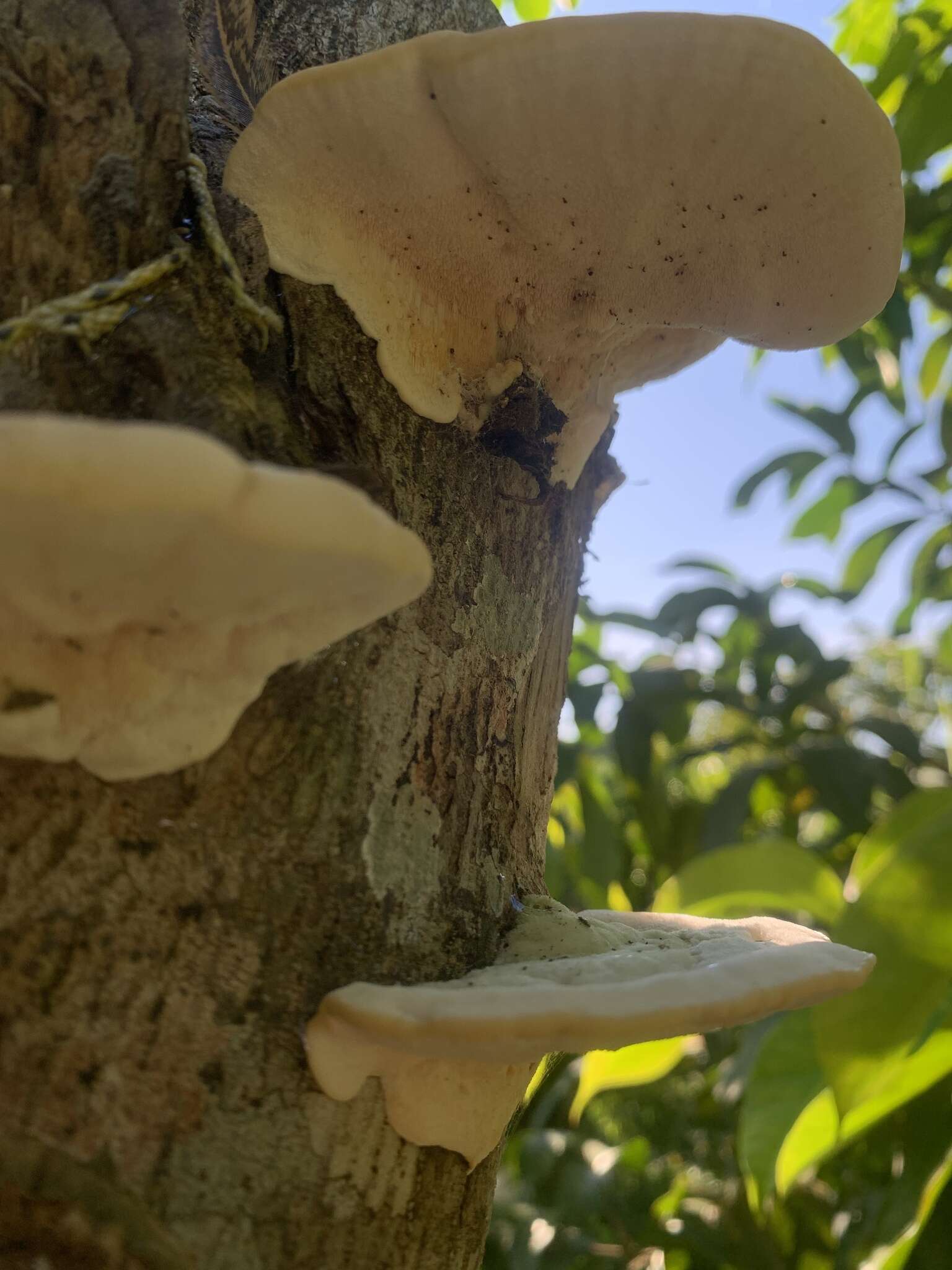 Image of Trametes maxima (Mont.) A. David & Rajchenb. 1985