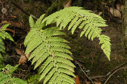 Sivun Polystichum dudleyi Maxon kuva