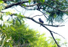 Image of Buff-bellied Puffbird