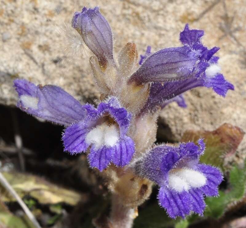 Слика од Phelipanche mutelii (F. W. Schultz) Pomel