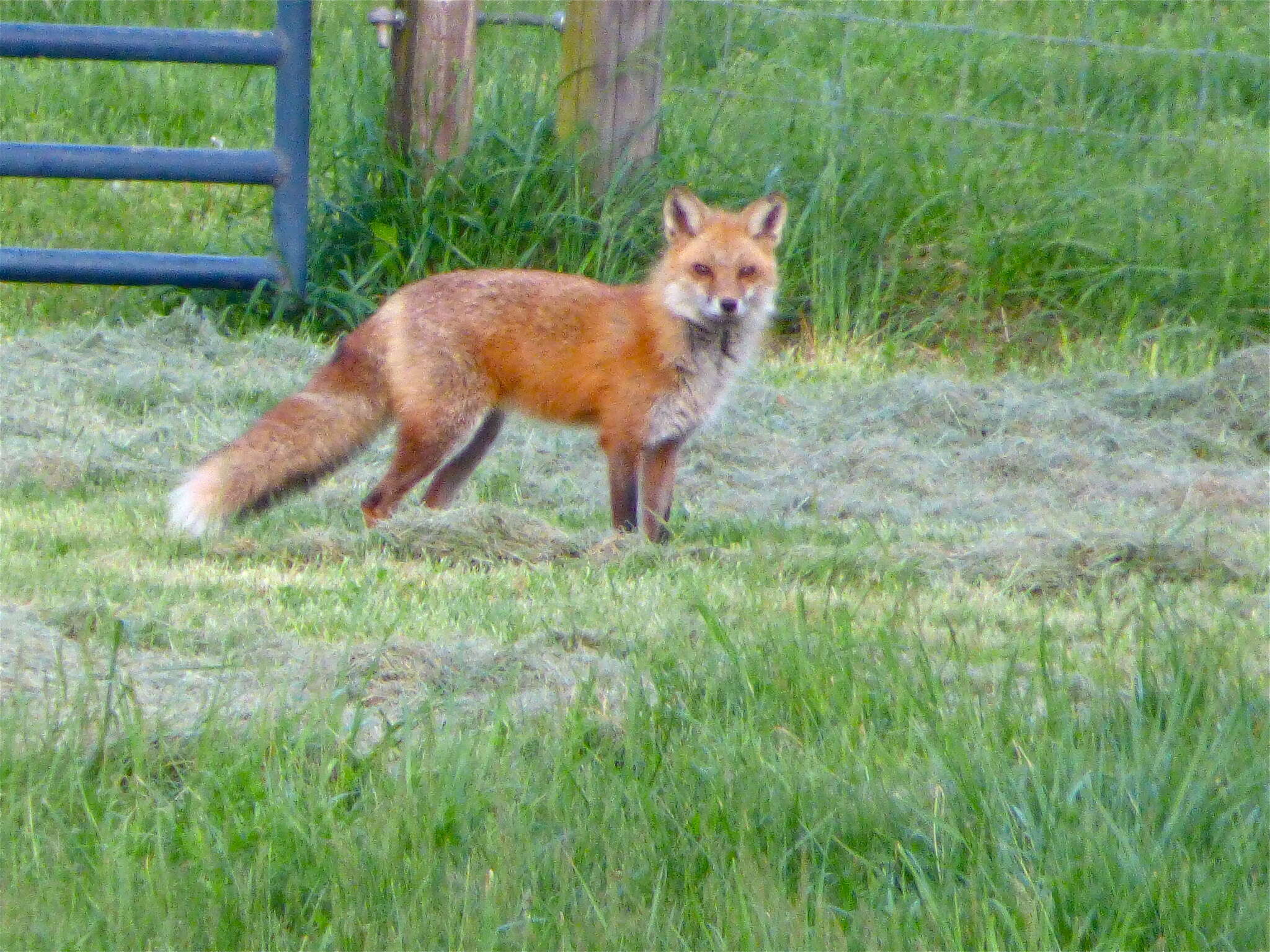 Image of Foxes