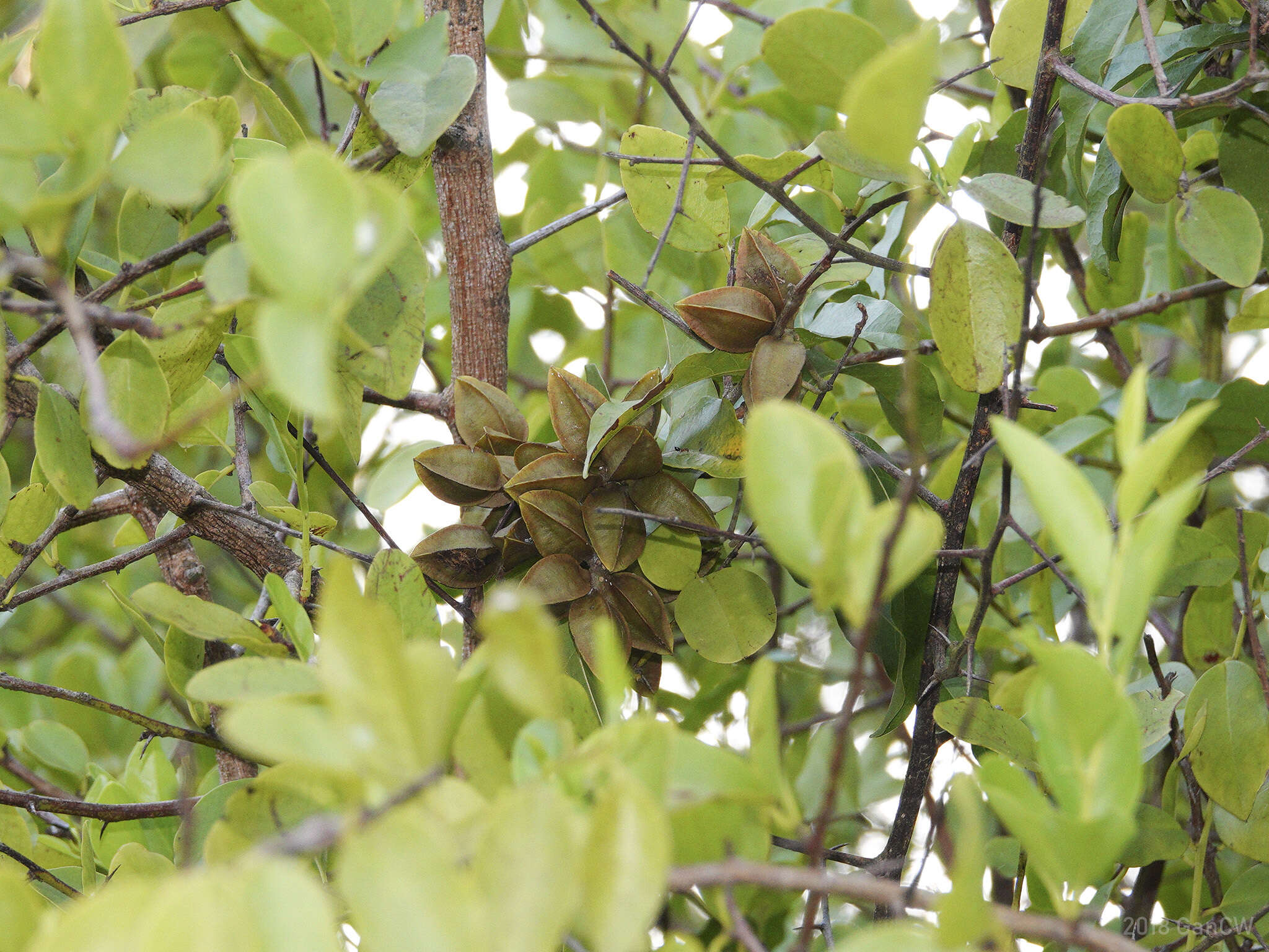 Imagem de Combretum tetralophum C. B. Cl.