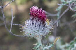 Imagem de Cirsium occidentale var. occidentale