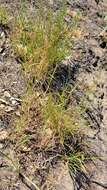 صورة Agrostis pallens Trin.