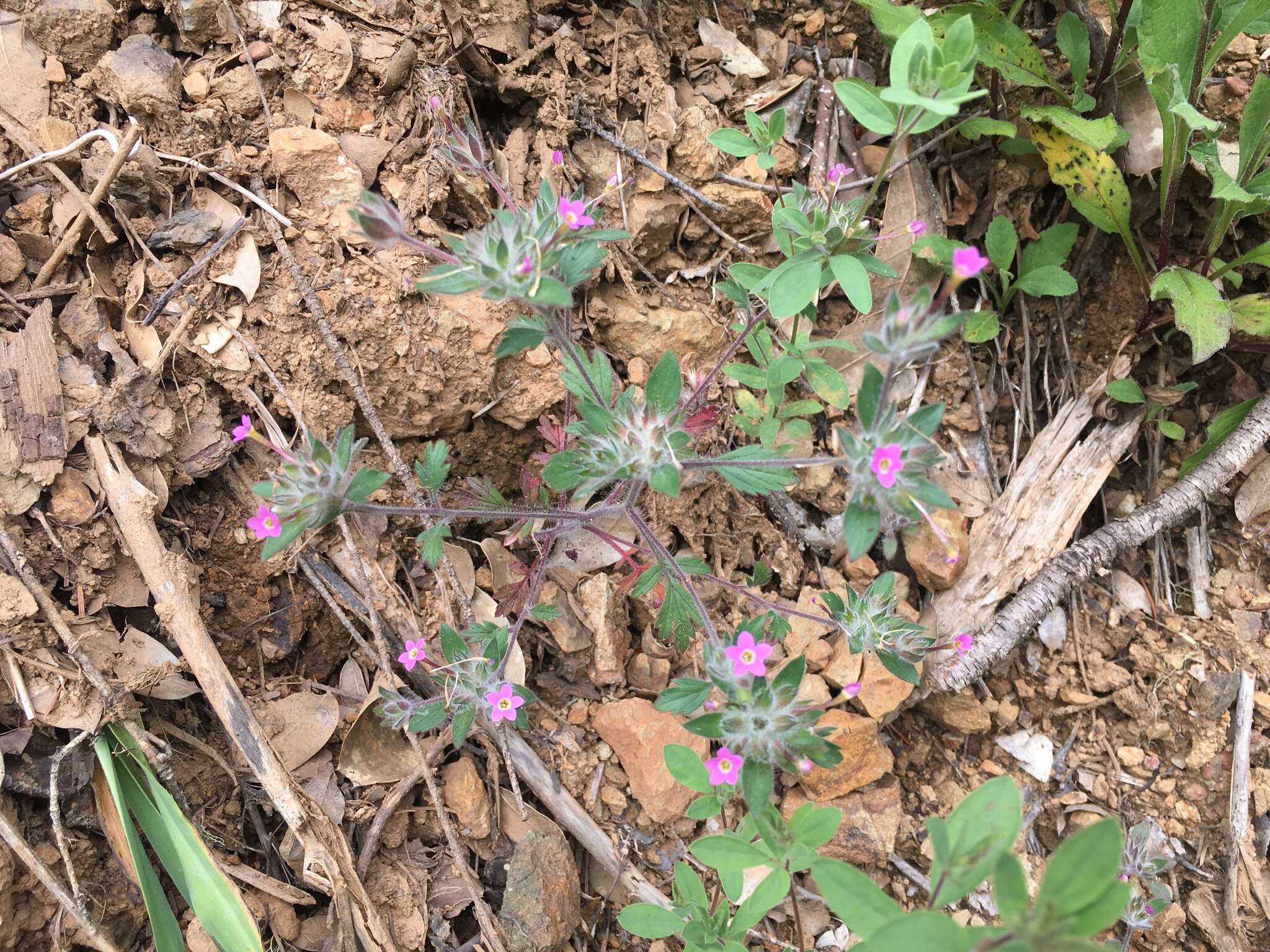 Image of variableleaf collomia