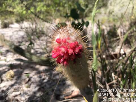 Sivun Micranthocereus flaviflorus Buining & Brederoo kuva