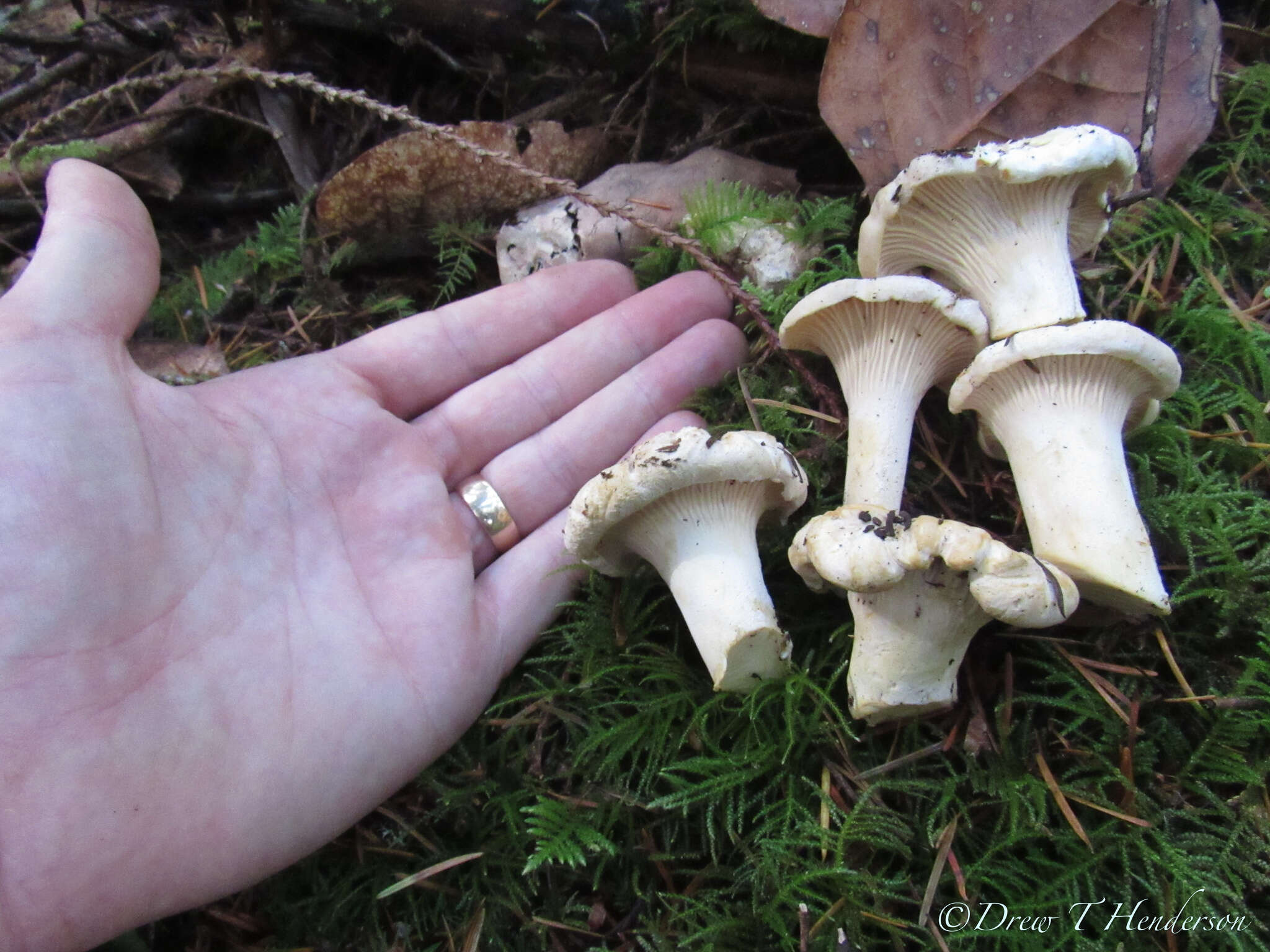 Image of Cantharellus subalbidus A. H. Sm. & Morse 1947