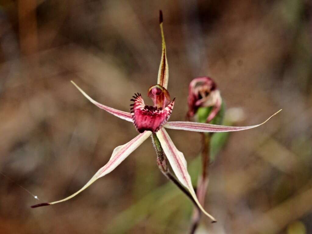 Image of Wimmera spider orchid