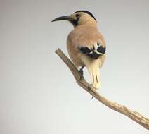 Image of Biddulph's Ground Jay