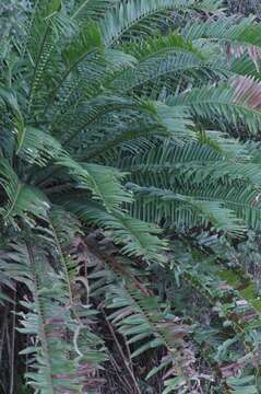 Image of Bushman's River Cycad