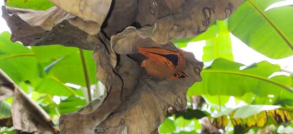 Image of Vesper bats.