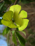 Image of Dalechampia subternata Müll. Arg.