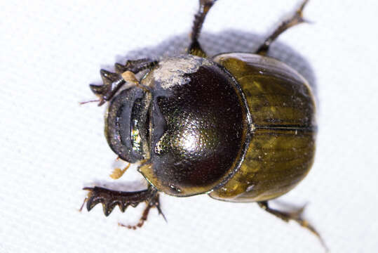 Imagem de Digitonthophagus gazella (Fabricius 1787)