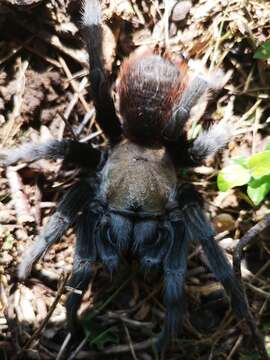 Image of Texas Tan Tarantula