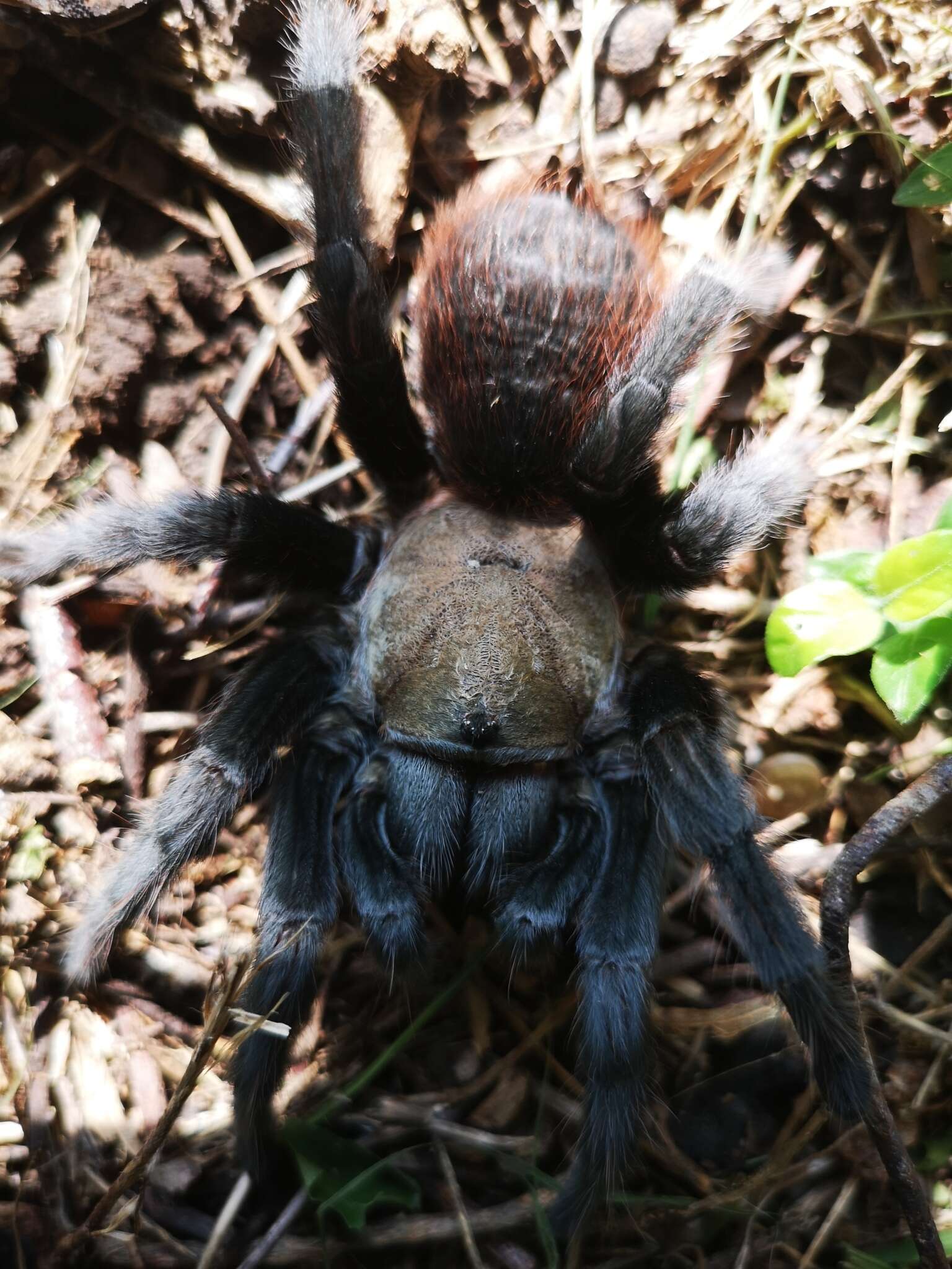 Image of Texas Tan Tarantula