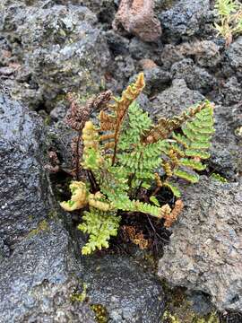 Image of Paragymnopteris marantae subsp. subcordata (Cav.)