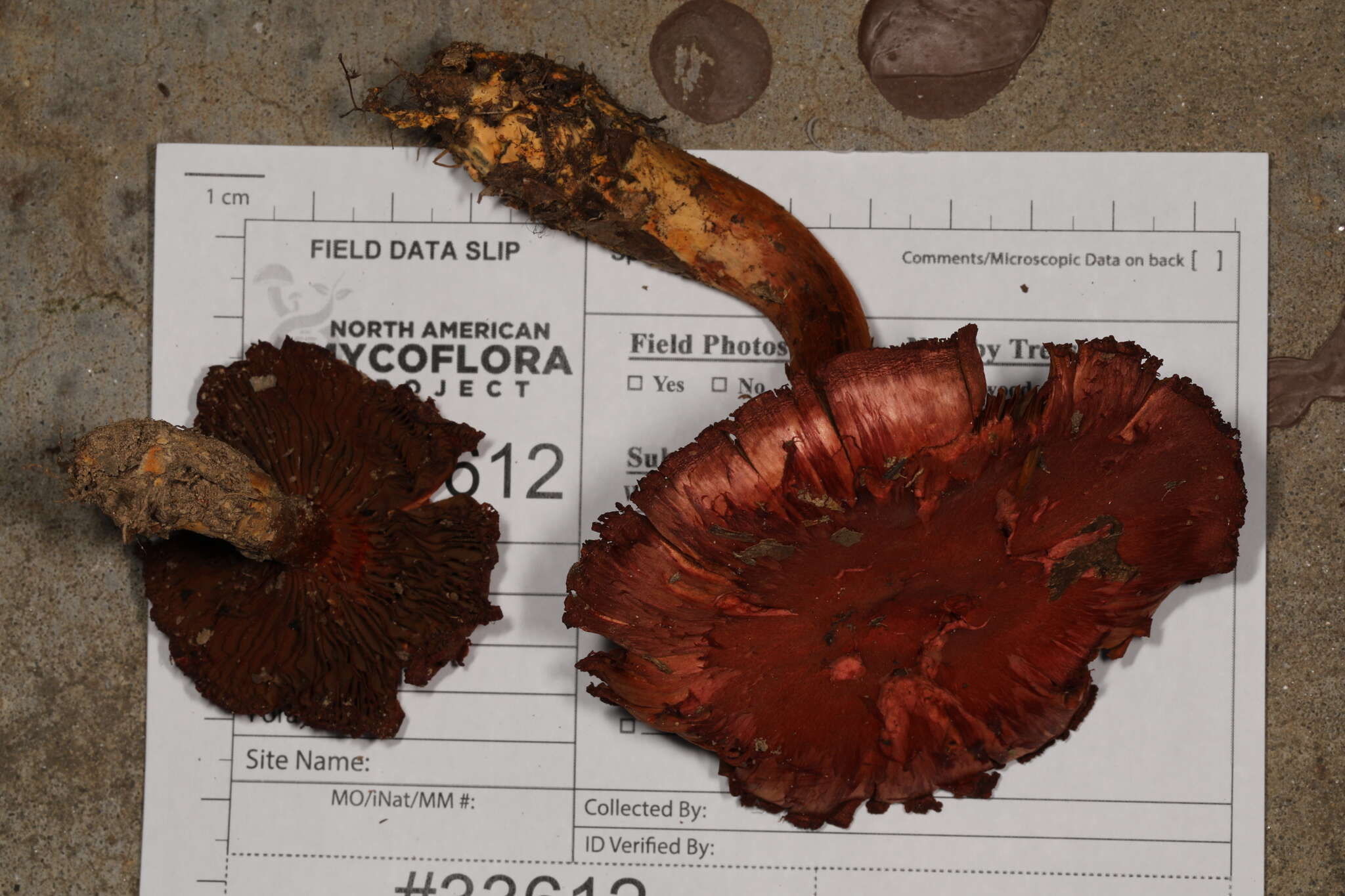 Image of Cortinarius harrisonii Ammirati, Niskanen & Liimat. 2013