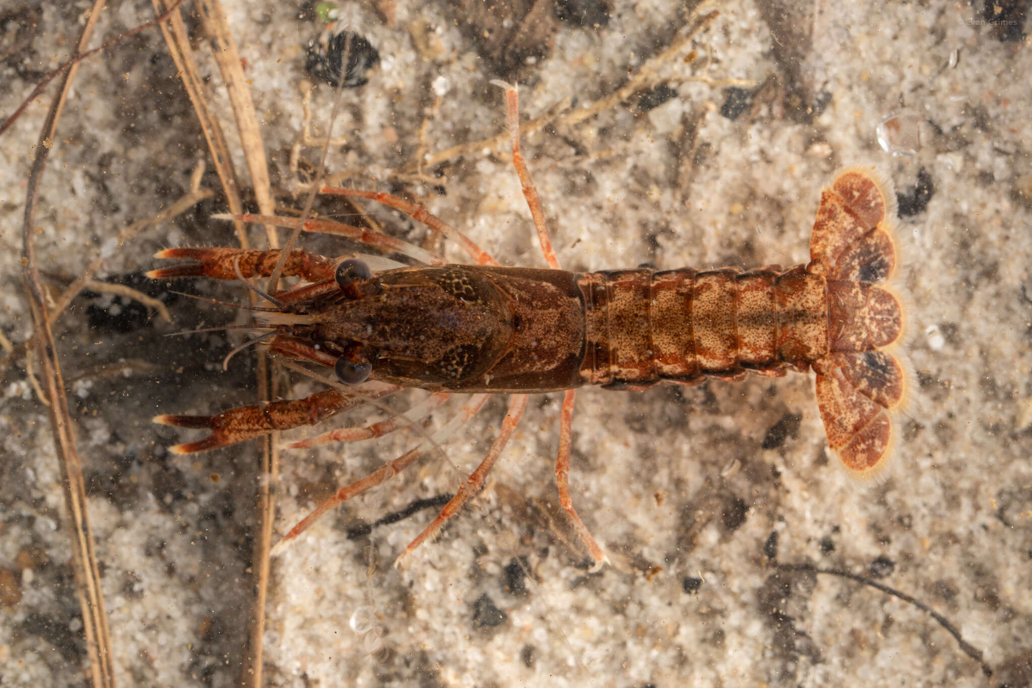 Image of Percy's Creek Crayfish