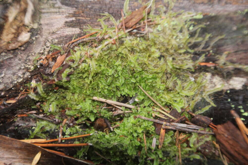 Image of Lophocolea semiteres var. semiteres (Lehm.) Mitt.