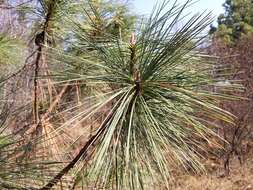 Image of Pinus leiophylla var. leiophylla