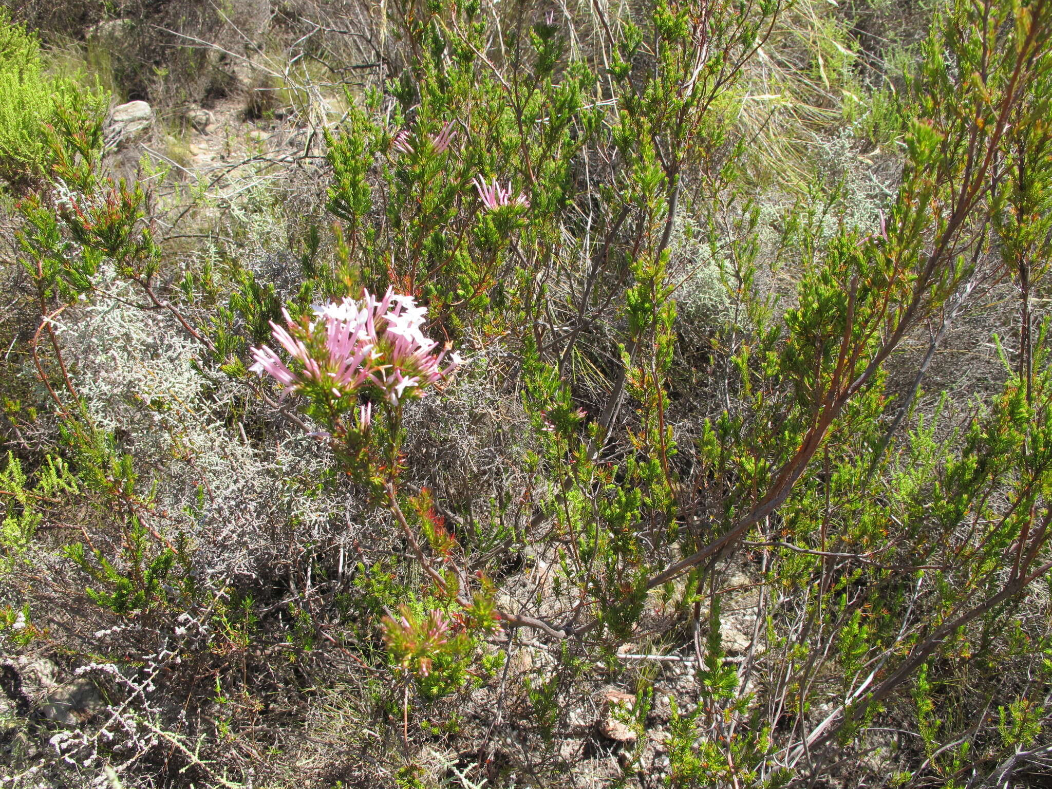 Image of Erica infundibuliformis Bartl.