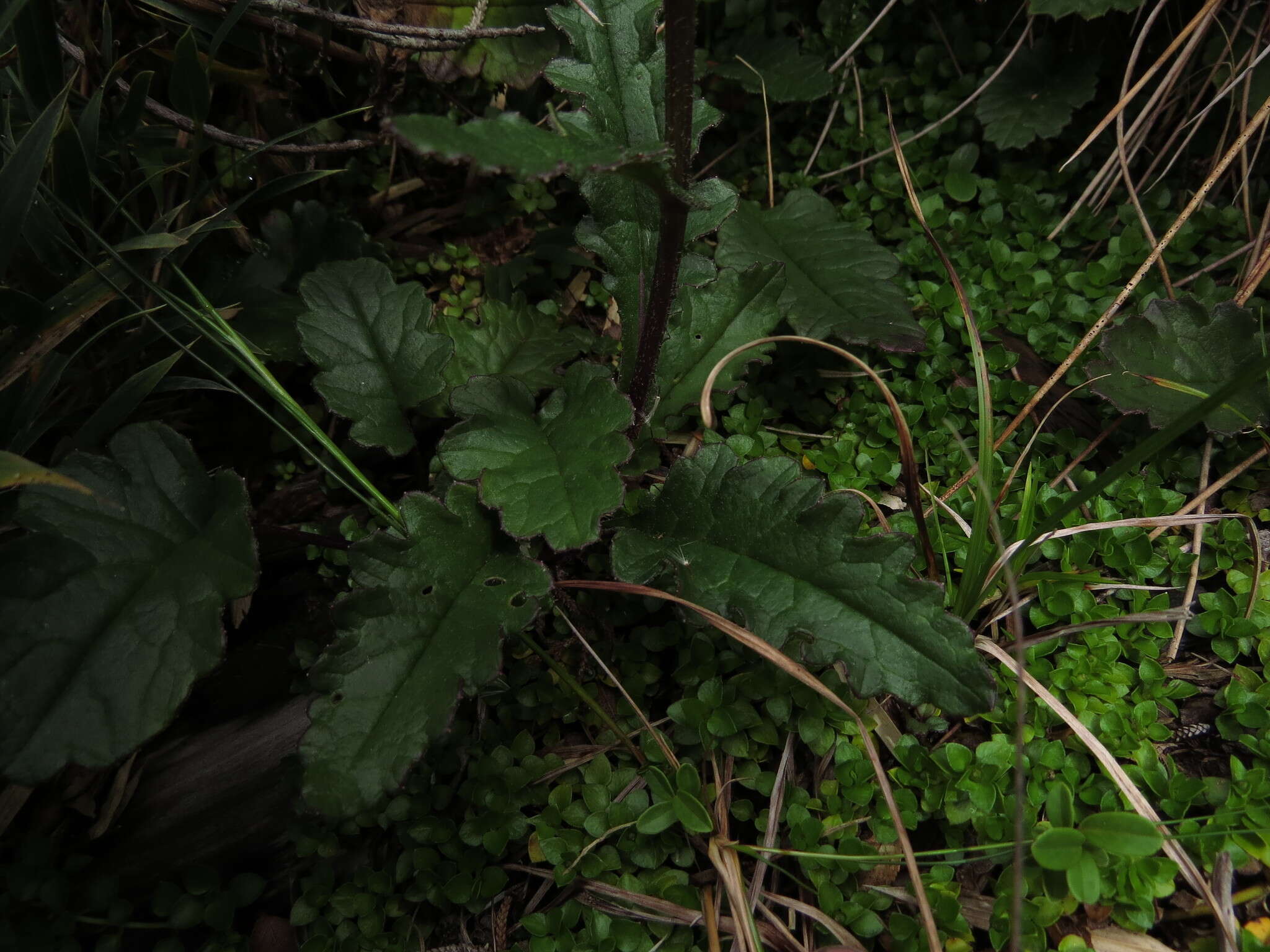 Image of Iocenes acanthifolius subsp. virens (Phil.) B. Nord.