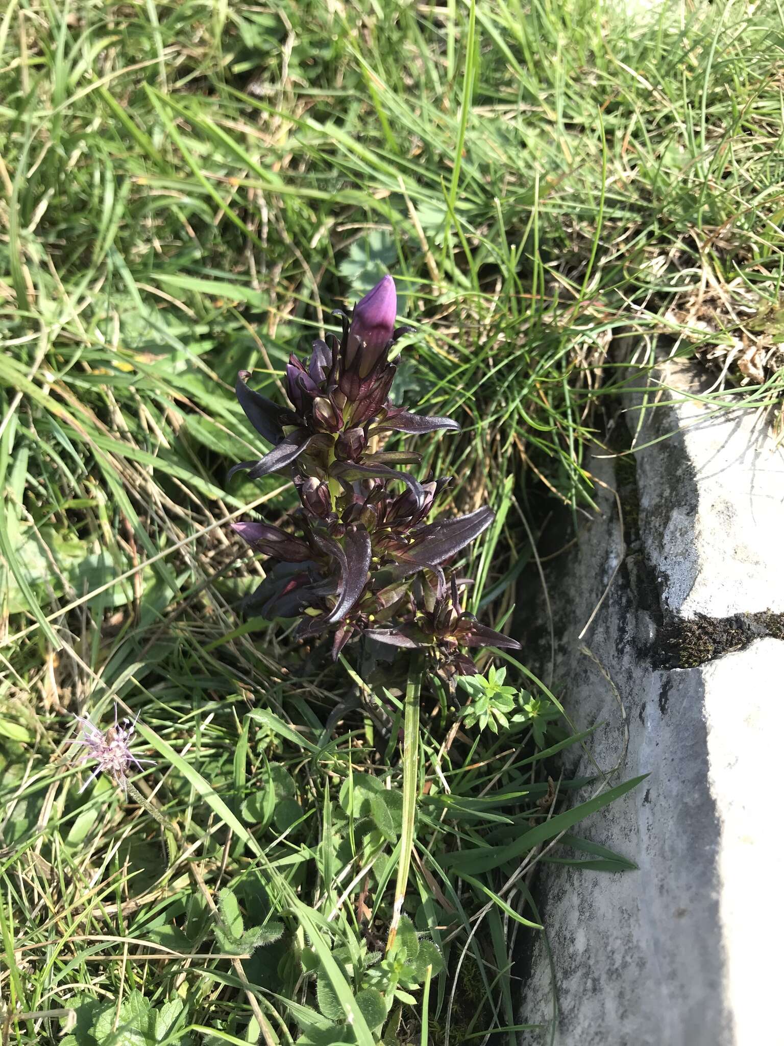 Image of Gentianella insubrica (H. Kunz) J. Holub