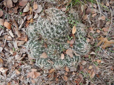 Image of pineapple cactus