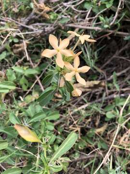 Image of Barleria eranthemoides R. Br. ex C. B. Cl.