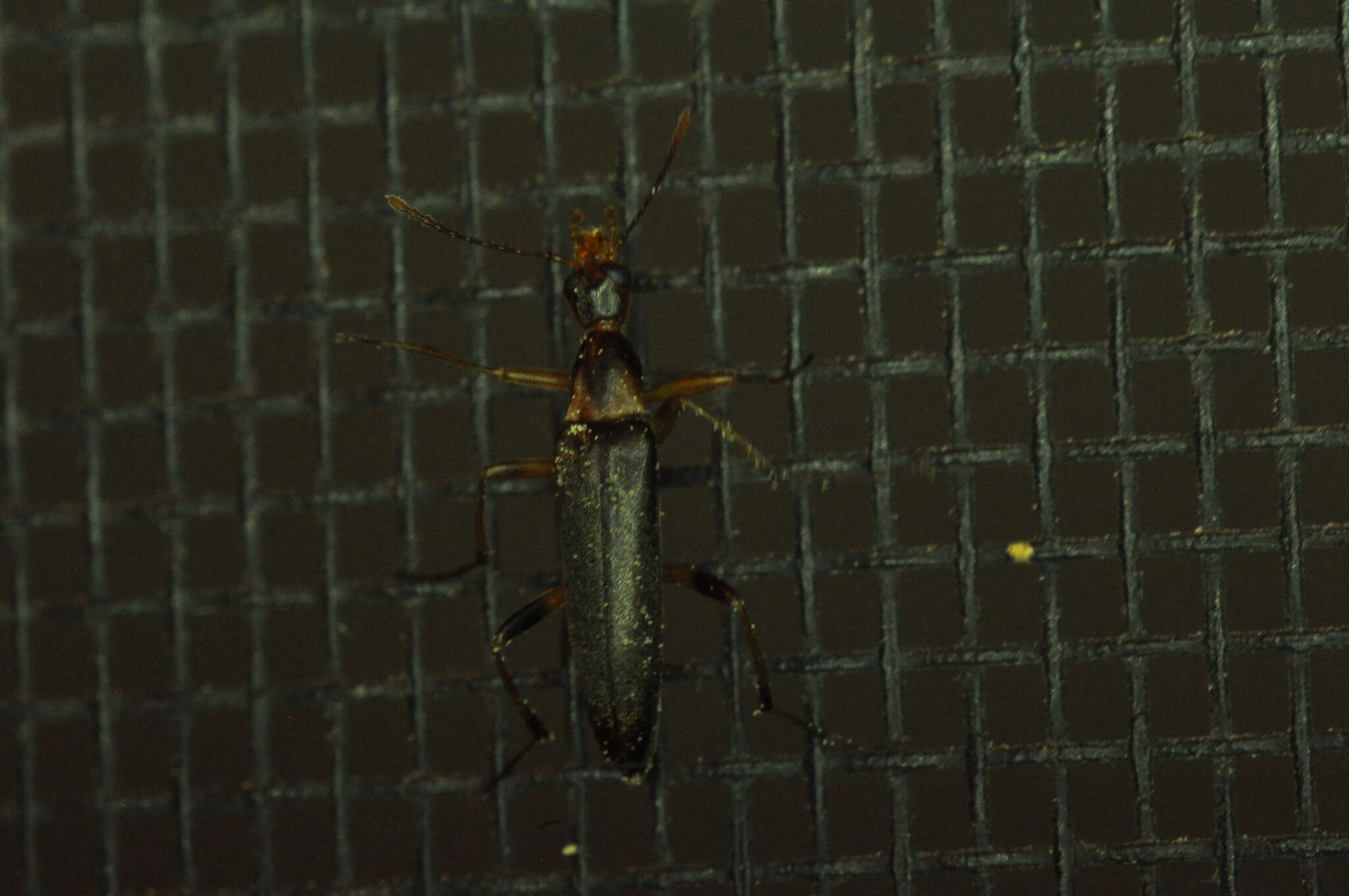 Image of False Leptura Beetle