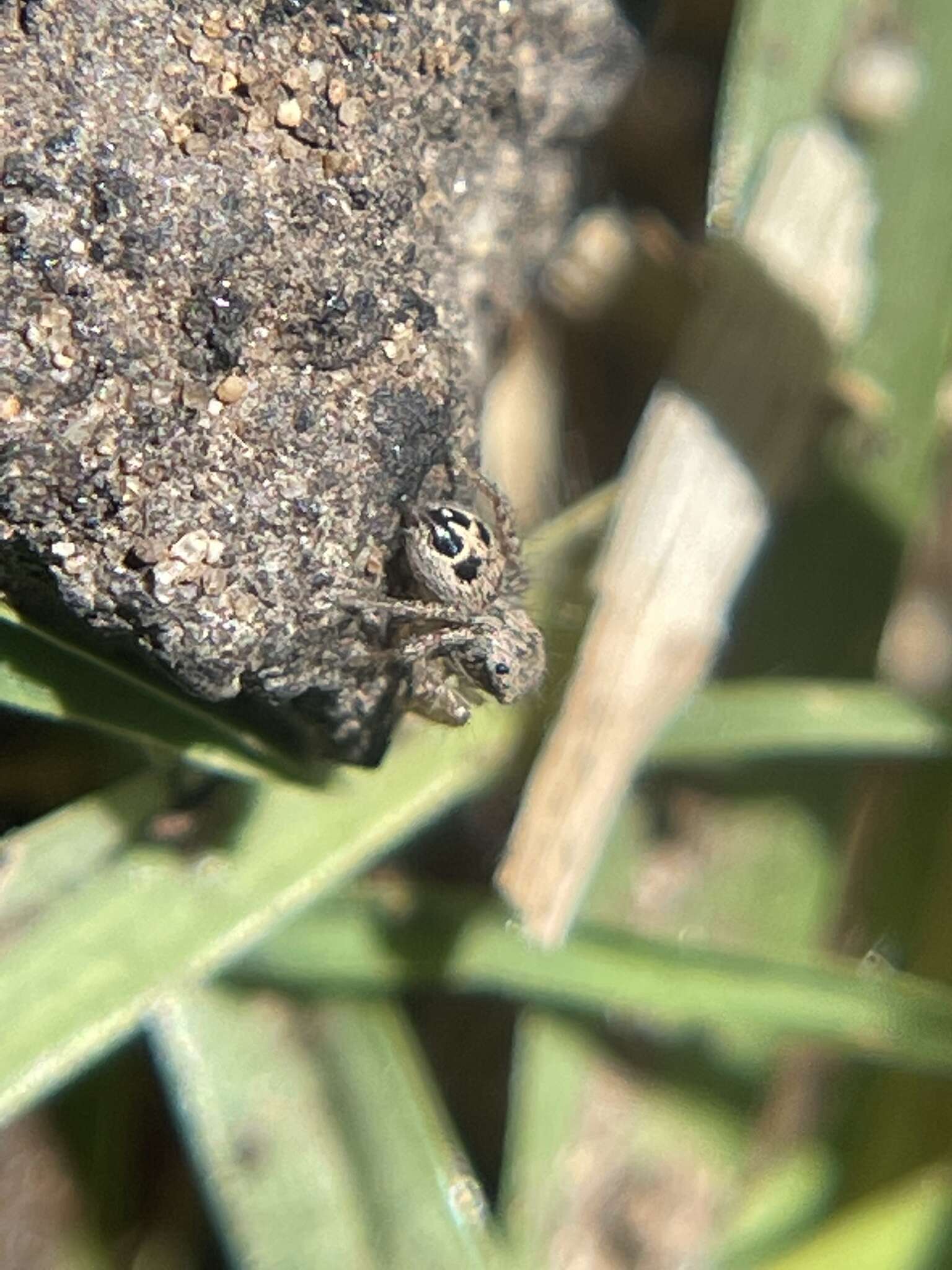 Image of Habronattus mustaciatus (Chamberlin & Ivie 1941)