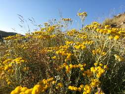 Image of Achillea falcata L.