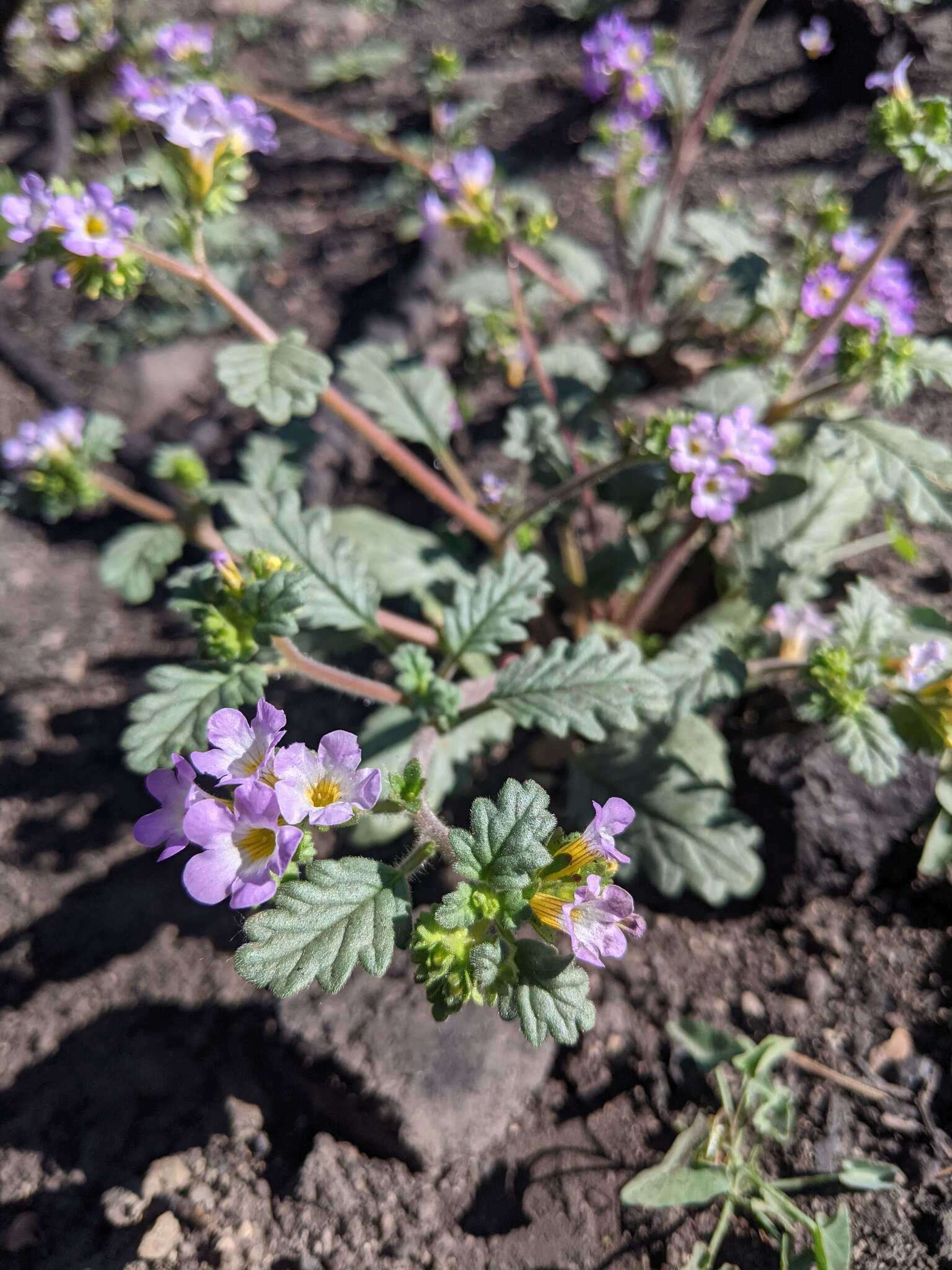 Image of sweetscented phacelia