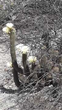 Echinopsis strigosa (Salm-Dyck) H. Friedrich & G. D. Rowley resmi