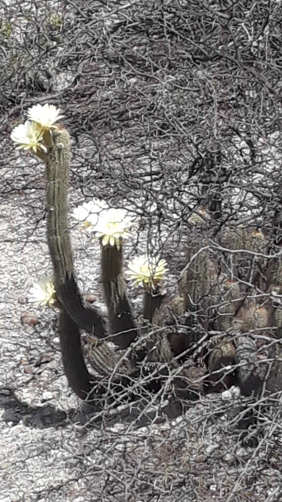 Image of Echinopsis strigosa (Salm-Dyck) H. Friedrich & G. D. Rowley