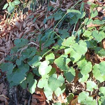 Image of Epimedium pinnatum DC.