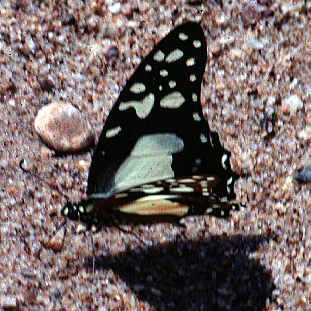 Image de Graphium angolanus (Goeze 1779)