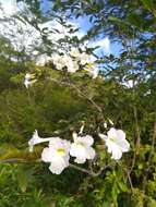 Image of Tabebuia calcicola Britton