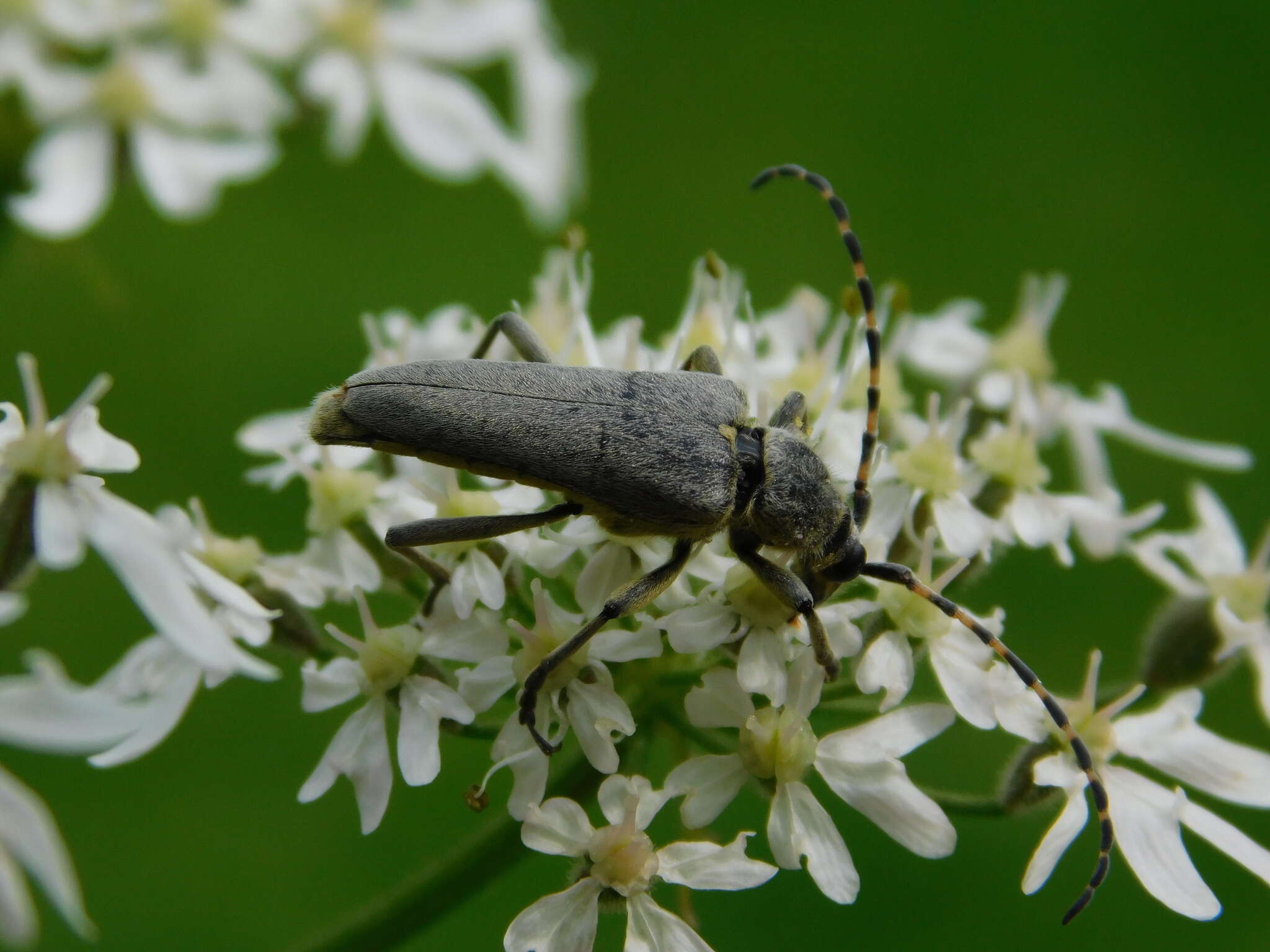 Image of Lepturobosca virens (Linné 1758)