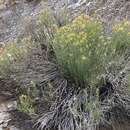 Image of Parry's rabbitbrush