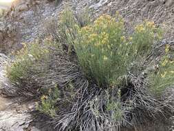 Image of Parry's rabbitbrush