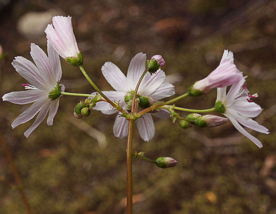 Image of Columbian lewisia