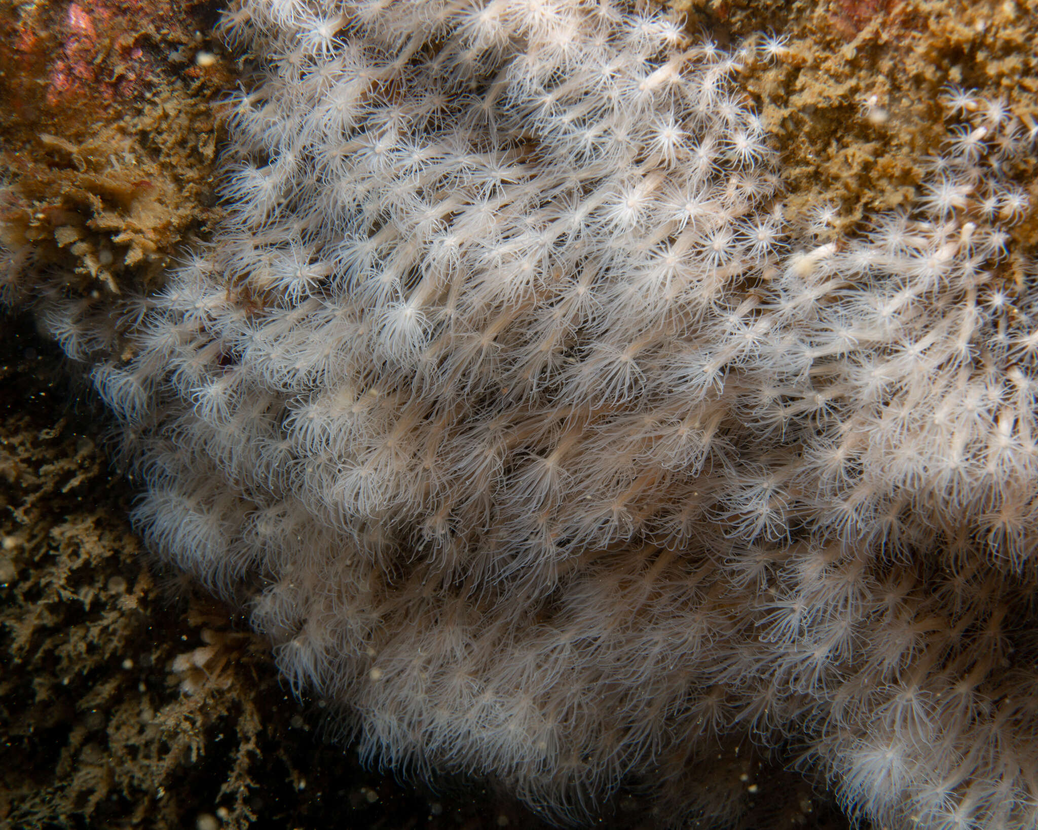 Image of lined sea anemone