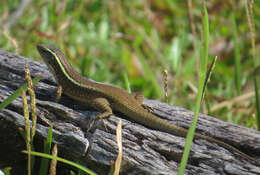 Image of Madagascar Girdled Lizard