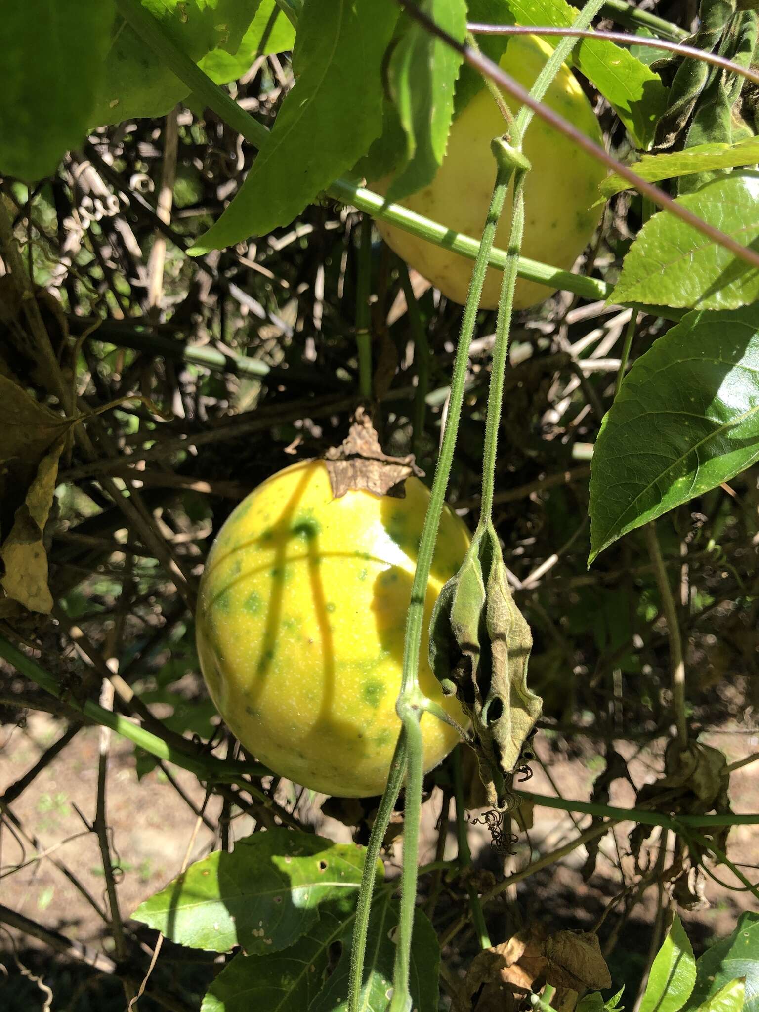 Sivun Passiflora edulis flavicarpa Deg. kuva