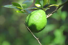 Image of key lime