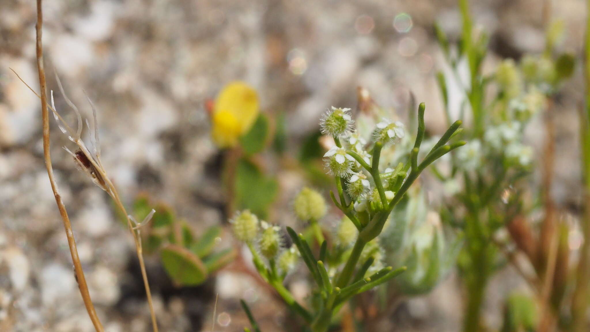 Imagem de Spermolepis lateriflora G. L. Nesom