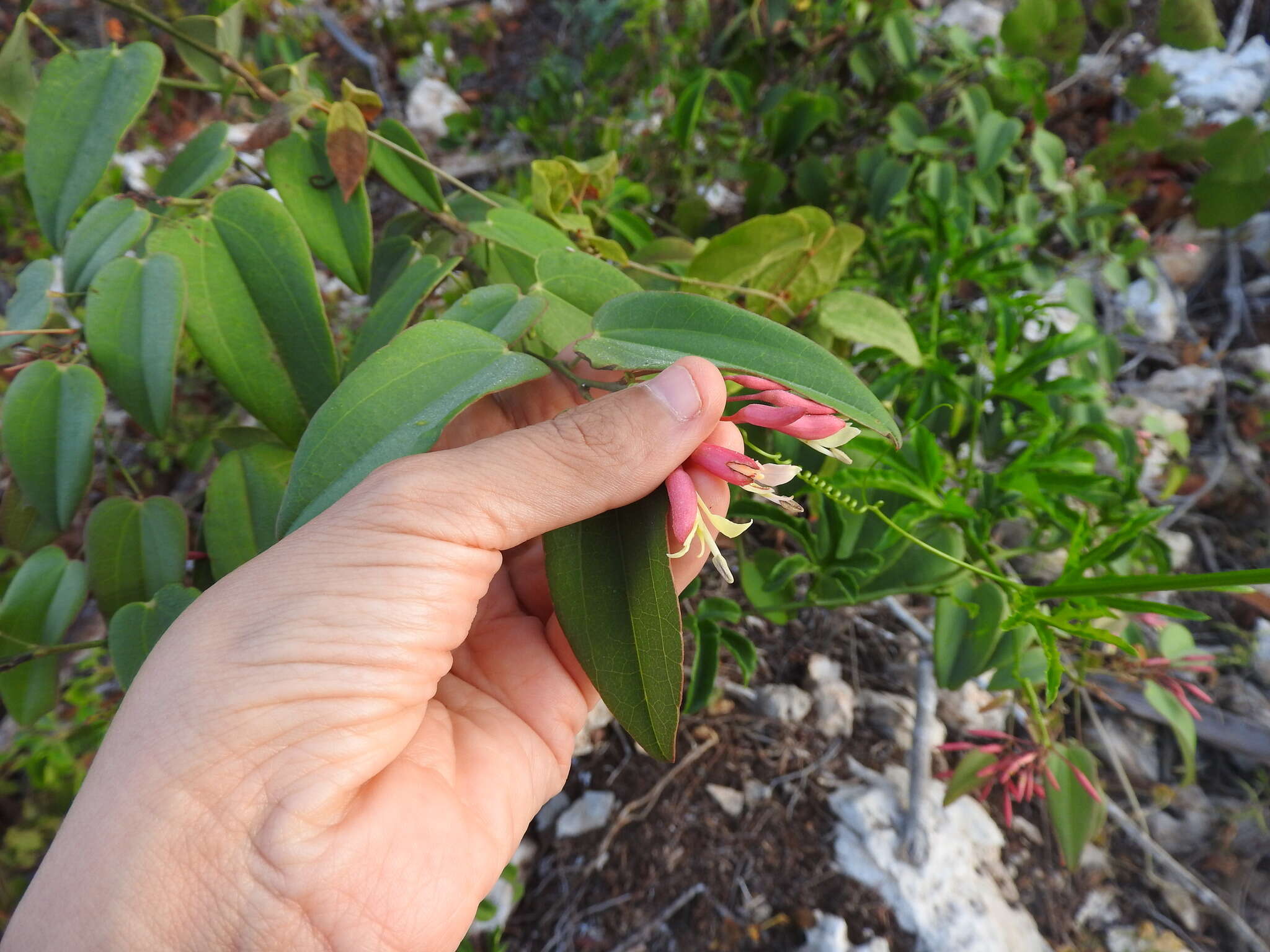 Image of Bauhinia jenningsii P. Wilson